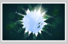 Sky Through Tree Canopy