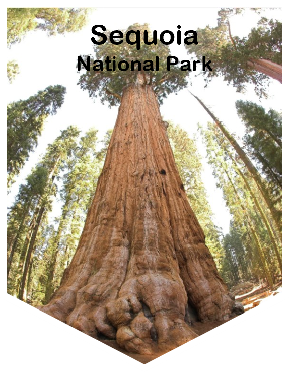 Sequoia National Park Magnet